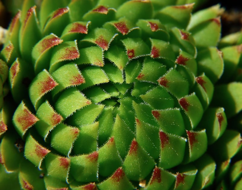 Succulent Crafts