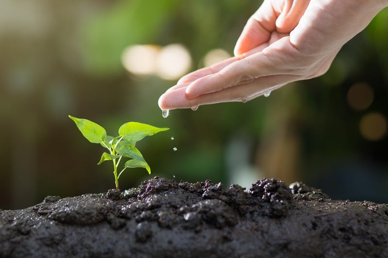 Online Gardening Forum