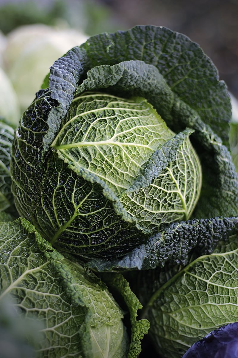 The Vegetable Gardener's Bible